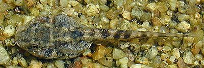 Bufo californicus - Arroyo Toad