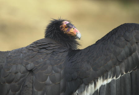 California condor photo by Scott Frier