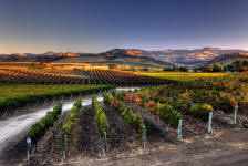 Happy Canyon Sunrise | vineyards, santa, ynez, valley, sunrise