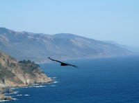 Condor over the Big Sur coastline