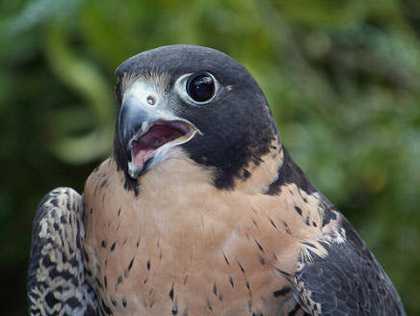 american peregrin falcon habitat