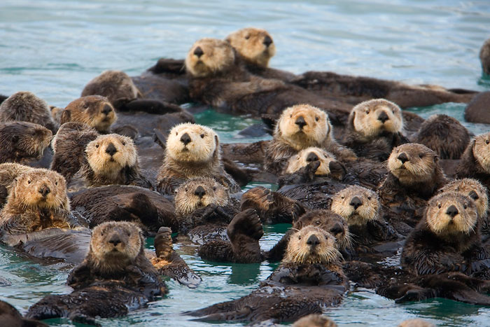 sea otters holding hands