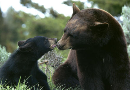 Black Bear : Los Padres ForestWatch