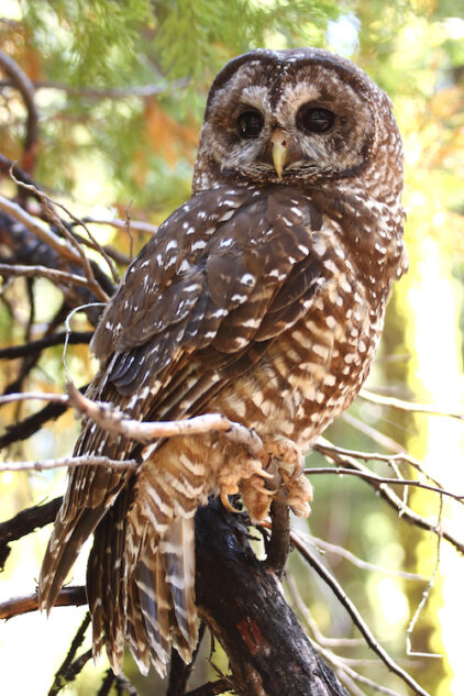 California Spotted Owl Range