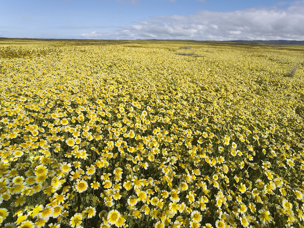 Carrizo Plain Wildflowers; image courtesy Bill Bouton