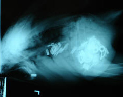A radiograph of a condor chick shows microtrash ingestion.