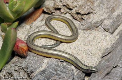 Komodo metal en ángulo 25CM alimentación Tong Reptil Serpiente Lagarto manipulación de alimentos 