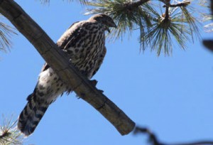 Northern Goshawk | Los Padres ForestWatch