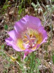 Plulmmer's Mariposa Lily