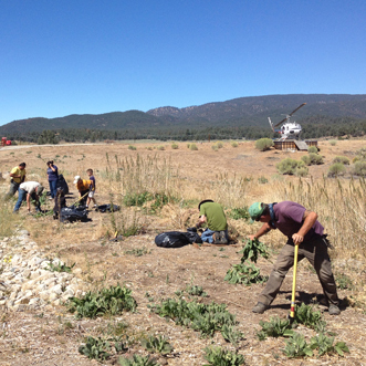 Chuchupate Invasives Project