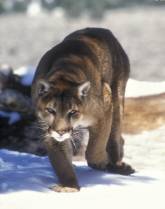 Acercarse a Mountain Lion sobre la nieve Los Padres National Forest CA