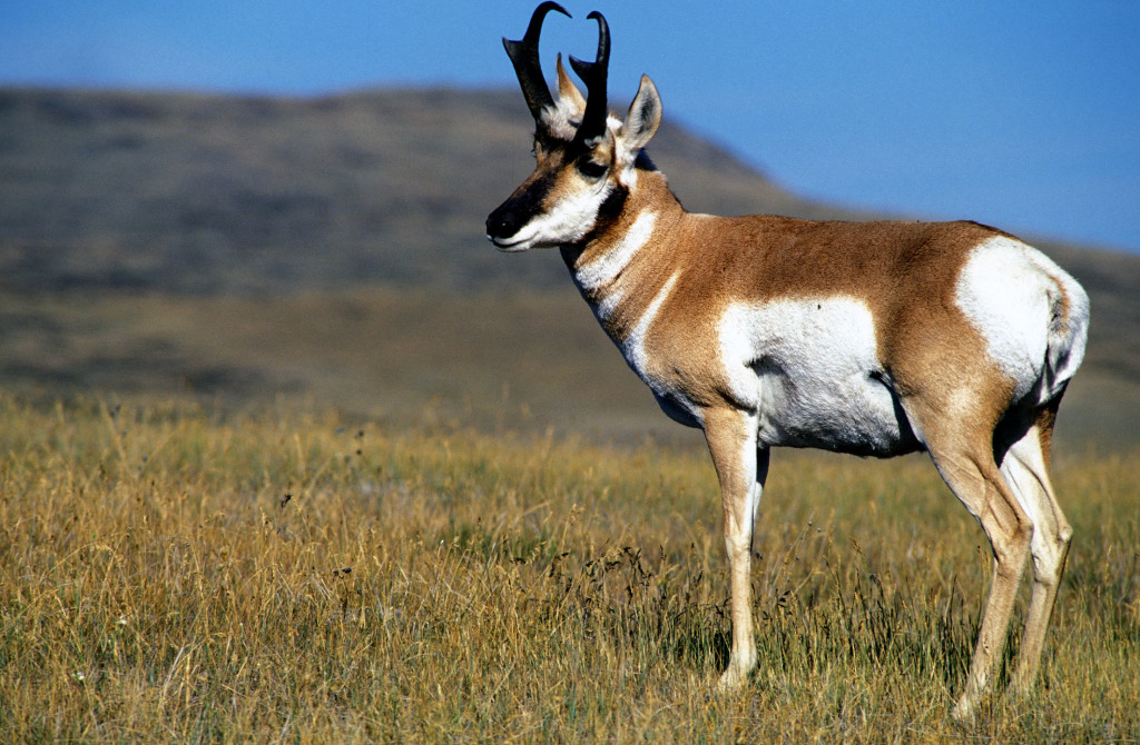 Pronghorn Credit USFWS