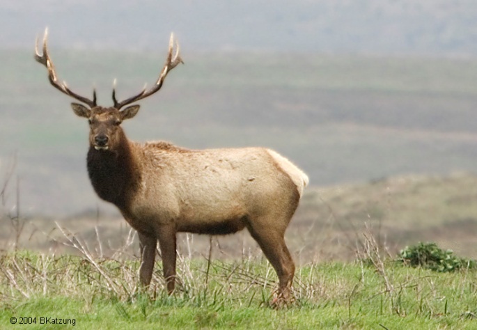 Tule Elk Bull; Cortesía de Bert Katzung.