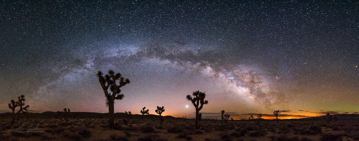 Joshua Trees and the Milky Way, Death Valley National Park