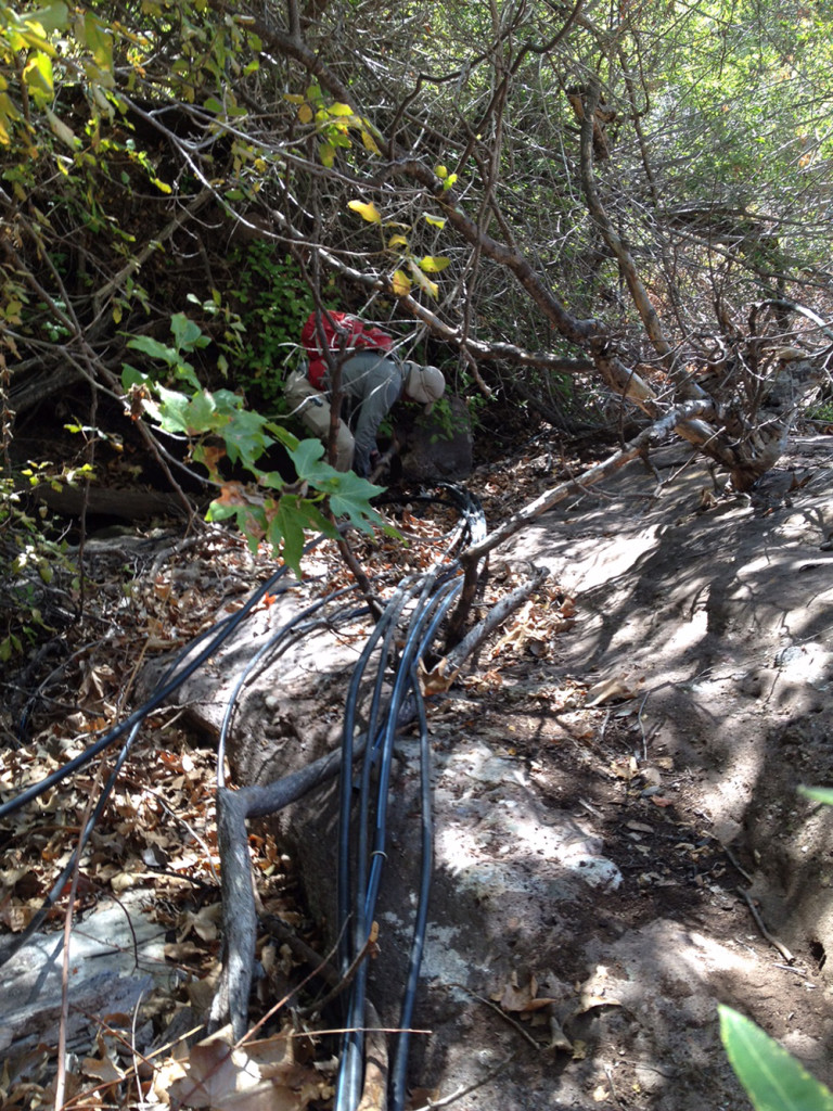 ForestWatch Volunteer Dan threads through the dense riparian corridor to remove the irrigation tubing that pulled water from a perennial spring and transported it to the grow site.