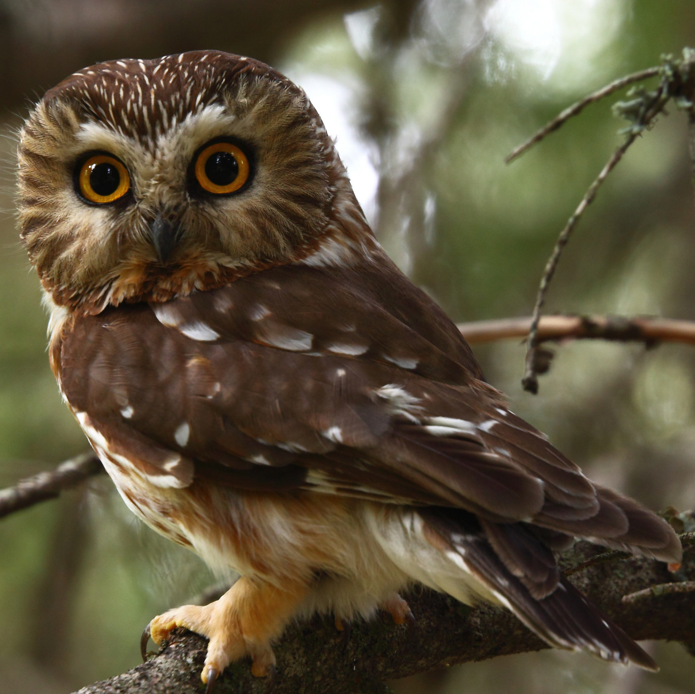 Owls of the Los Padres | Los Padres ForestWatch