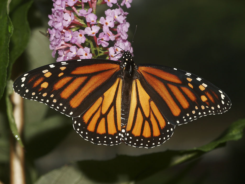 de madera pasta Ropa Mariposa monarca | Bosque de los Padres
