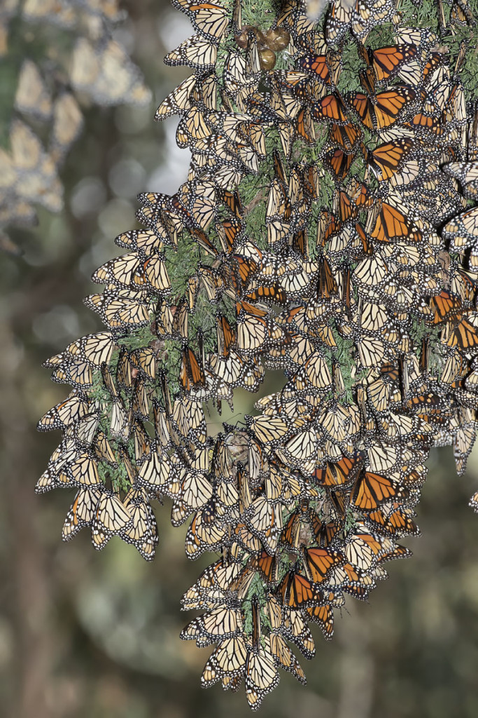 Colonia de mariposas monarcas en Pismo Beach, CA. Crédito de la foto: © Bill Bouton.