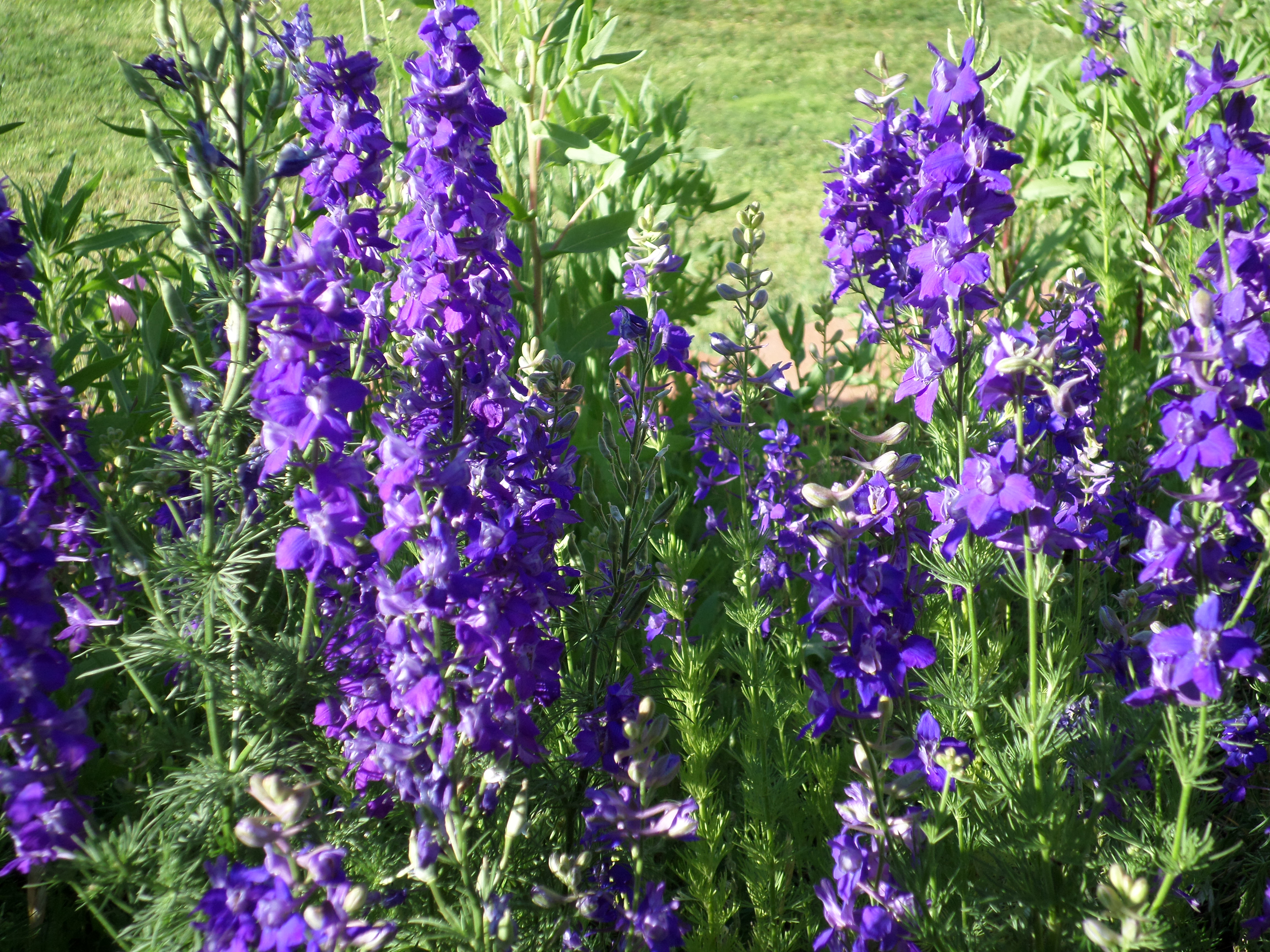 Larkspurs Of The Los Padres Los Padres Forestwatch