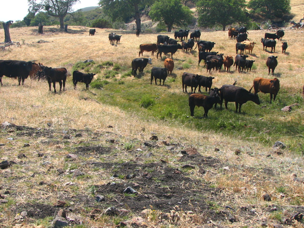 Las carreteras apoyarían una operación comercial de pastoreo de ganado que ya está degradando el paisaje y agotando los recursos limitados del Servicio Forestal.