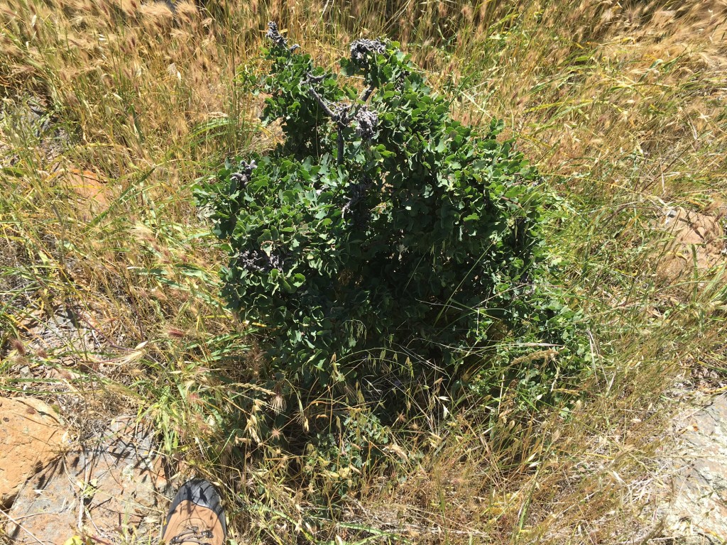 Este "arbusto" de roble del valle es en realidad un árbol. Su crecimiento se ha visto obstaculizado por el pastoreo repetido por el ganado en la asignación de pastoreo Happy Canyon.