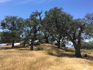 The area is home to blue and valley oak woodlands, which experts agree are threatened by livestock grazing. Simple steps, such as fencing or placement of “tree shelters” to protect oak seedlings, would help restore this important component of the landscape. 