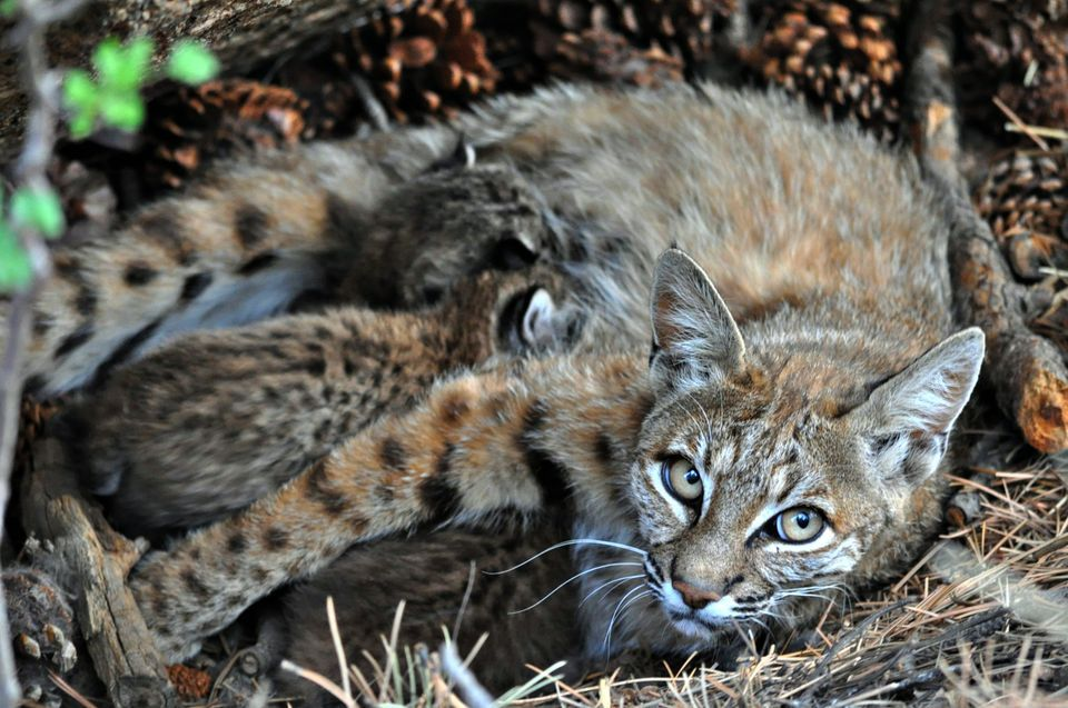 Bobcat | Los Padres ForestWatch