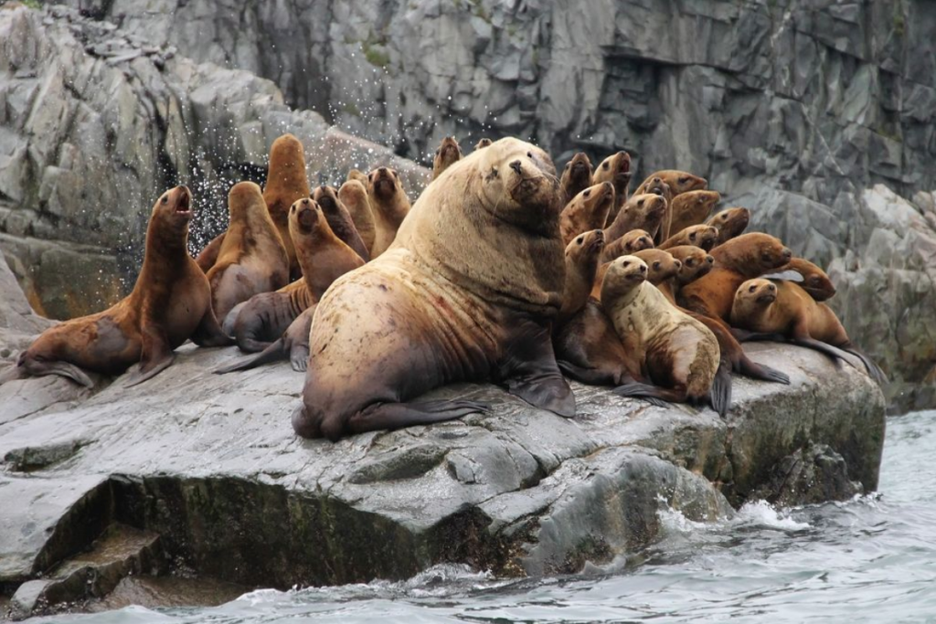 Steller Sea Lion | Los Padres ForestWatch