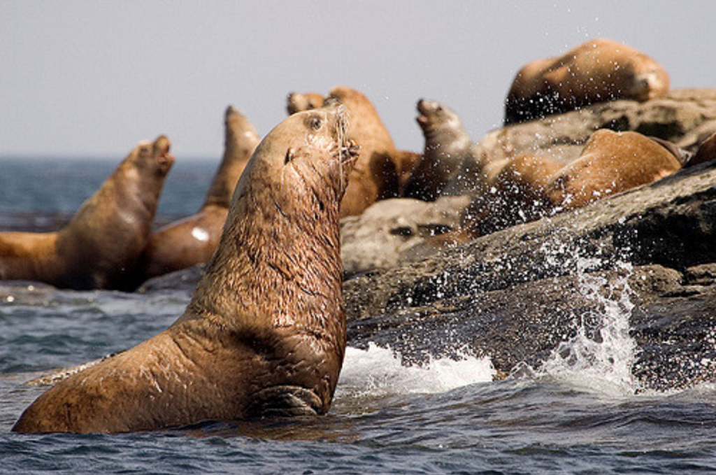 Steller Sea Lion Los Padres ForestWatch