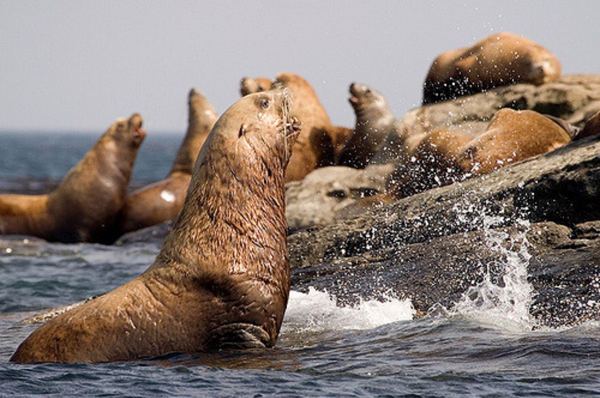 Steller Sea Lionlos Padres Forestwatch [ 800 x 1206 Pixel ]