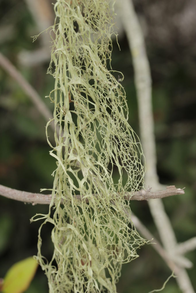 Lace Lichen | Los Padres ForestWatch