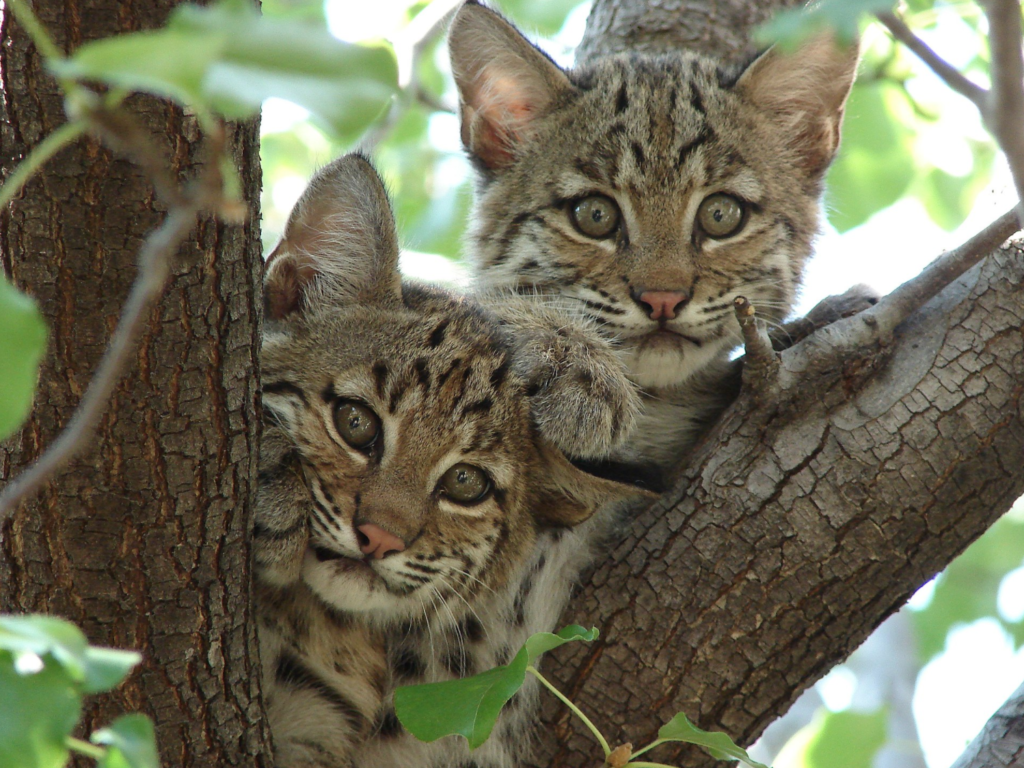 Bobcats Now Safe From Trophy Hunting in California