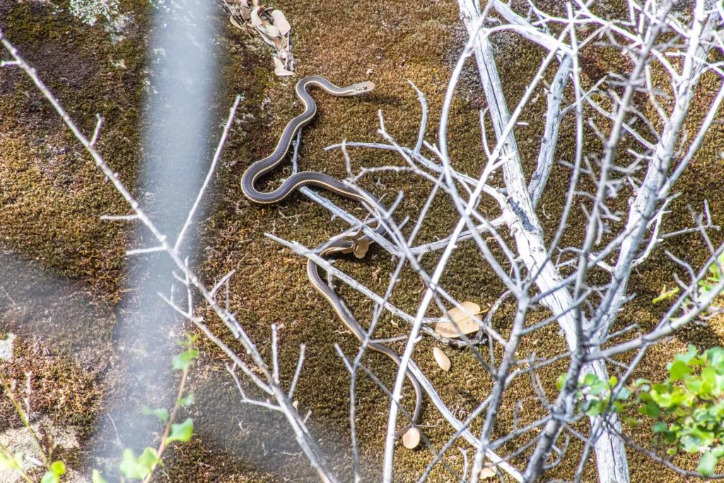 Two-striped Garter Snake - Los Padres ForestWatch