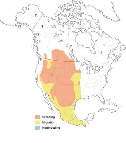 Swainson's Hawk | Los Padres ForestWatch