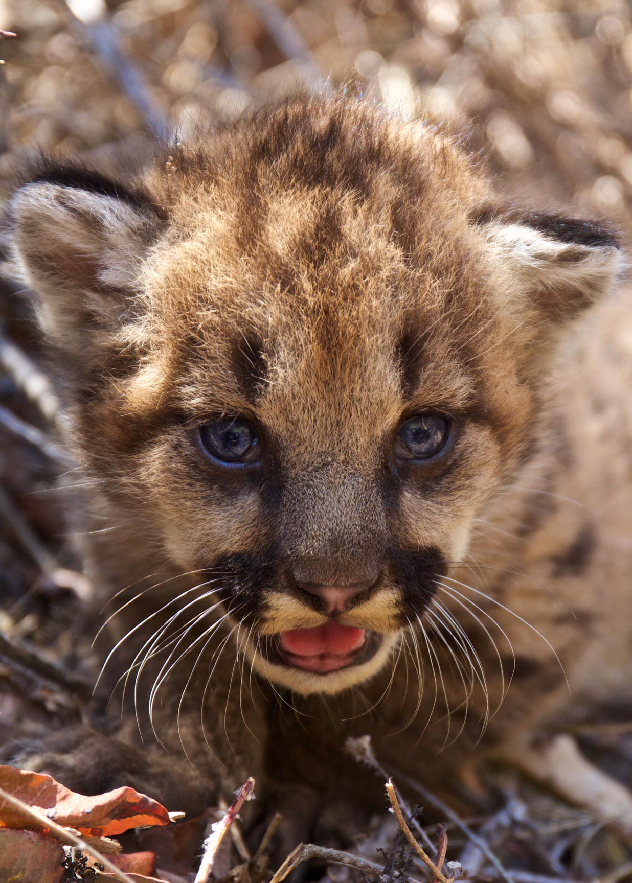 State Commission Votes Unanimously to Grant Temporary Protection to Central  Coast and Southern California Mountain Lions