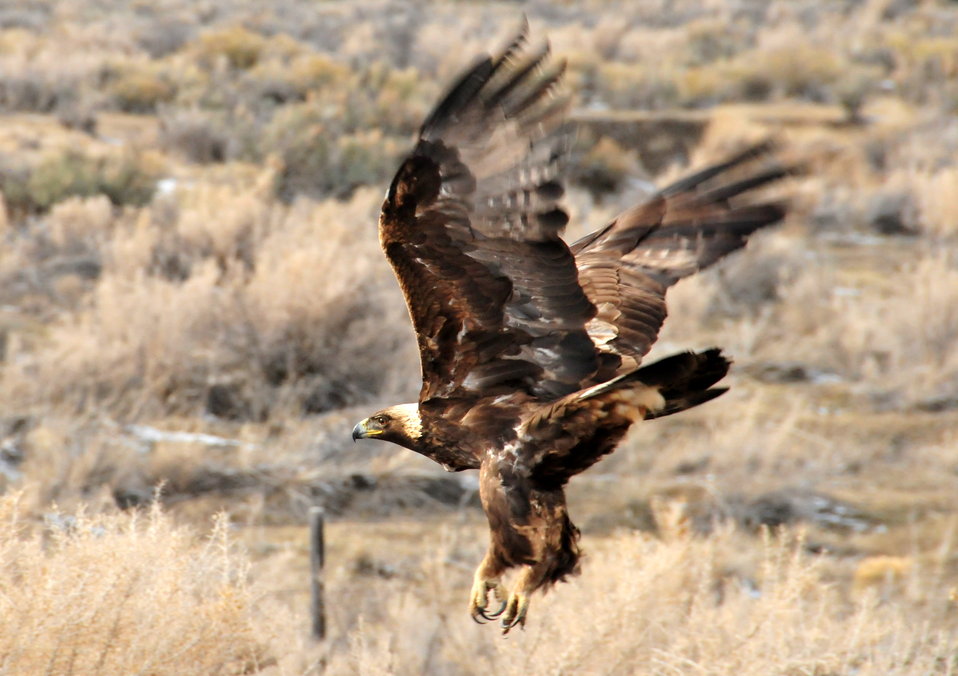 golden eagle habitat