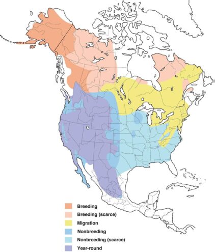 Golden Eagle | Los Padres ForestWatch