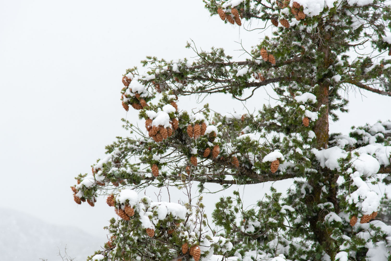Abeto grande de Douglas (Pseudotsuga macrocarpa) en la nieve
