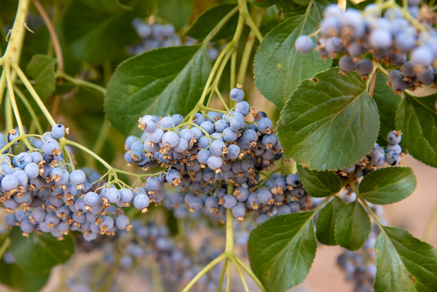 Saúco azul (Sambucus nigra ssp. Caerulea) Frutas