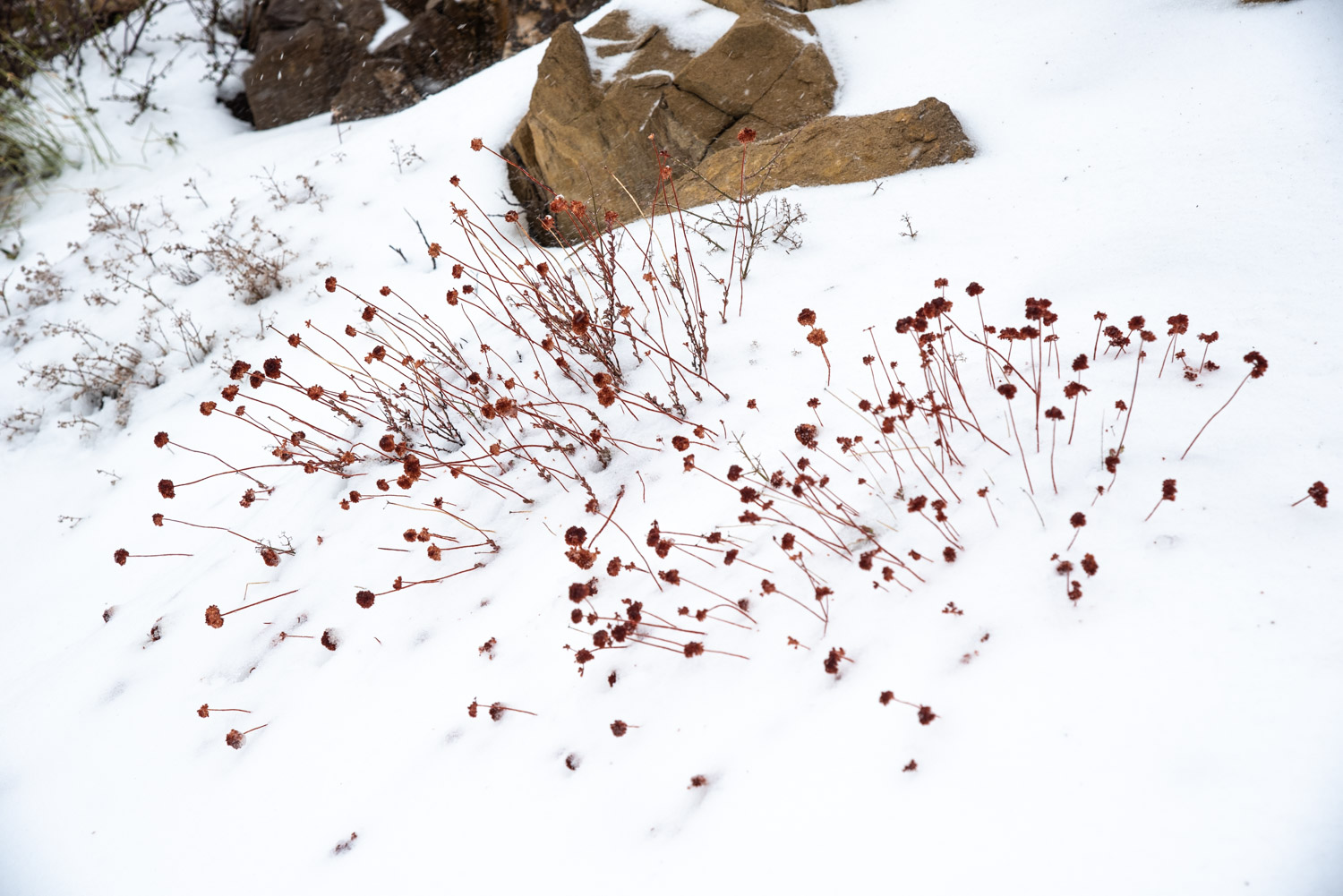 Alforfón de California (Eriogonum fasciculatum) en la nieve.