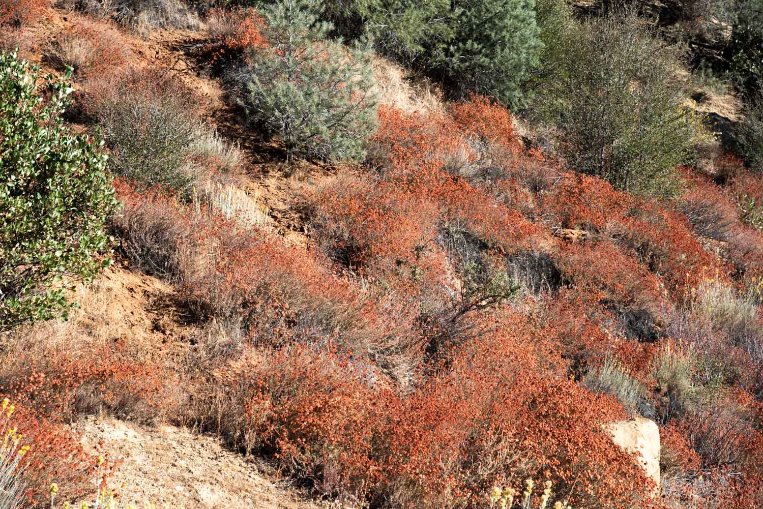 Alforfón de California (Eriogonum fasciculatum)
