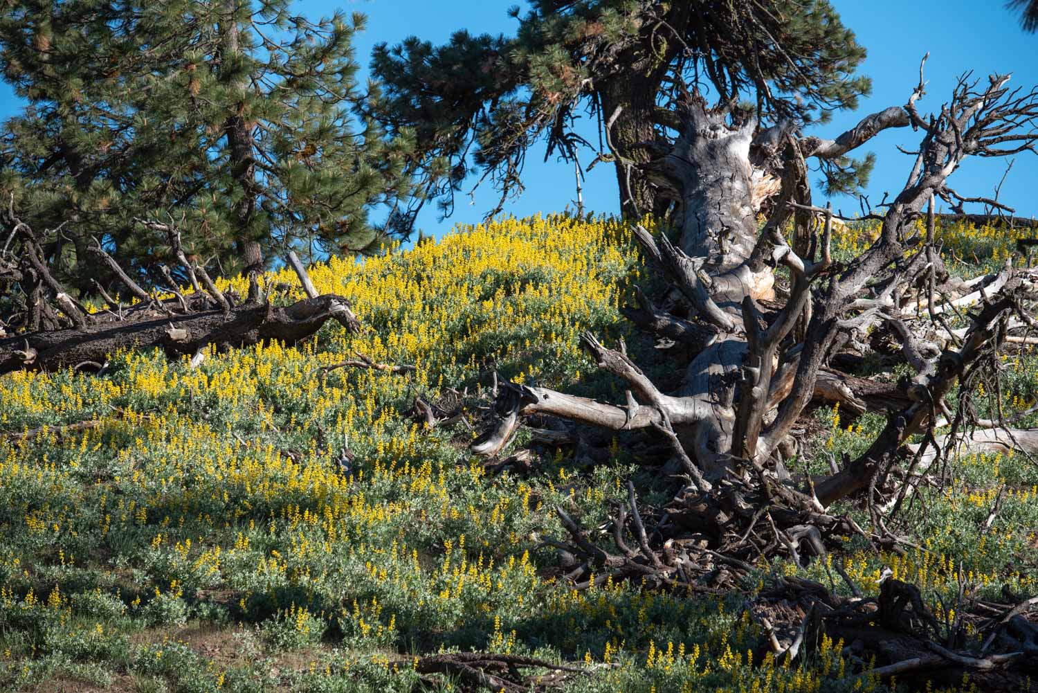 Goldenbanner de California (Thermopsis californica)