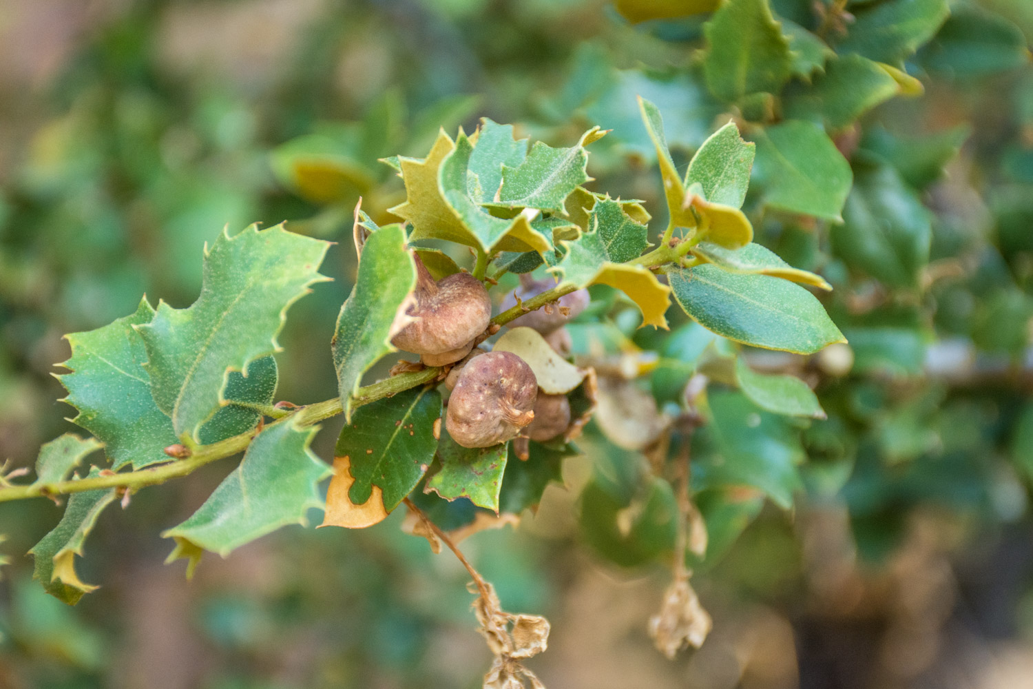 Canyon Live Oak (Quercus chrysolepis) con agallas de hongo