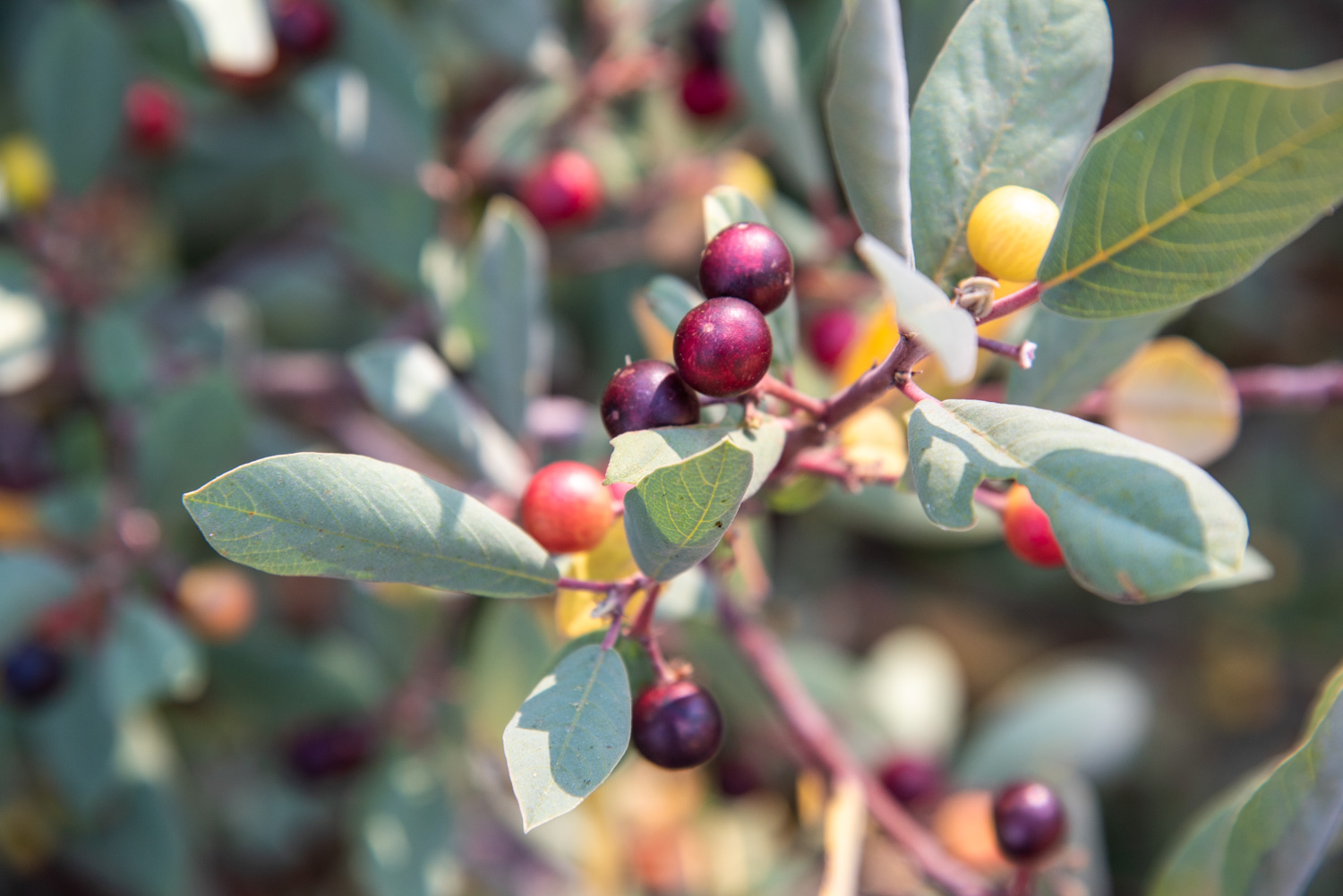 Coffeeberry (Frangula sp.) Frutas