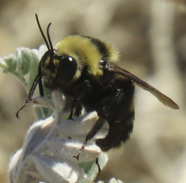 Crotch's Bumblebee | Los Padres ForestWatch