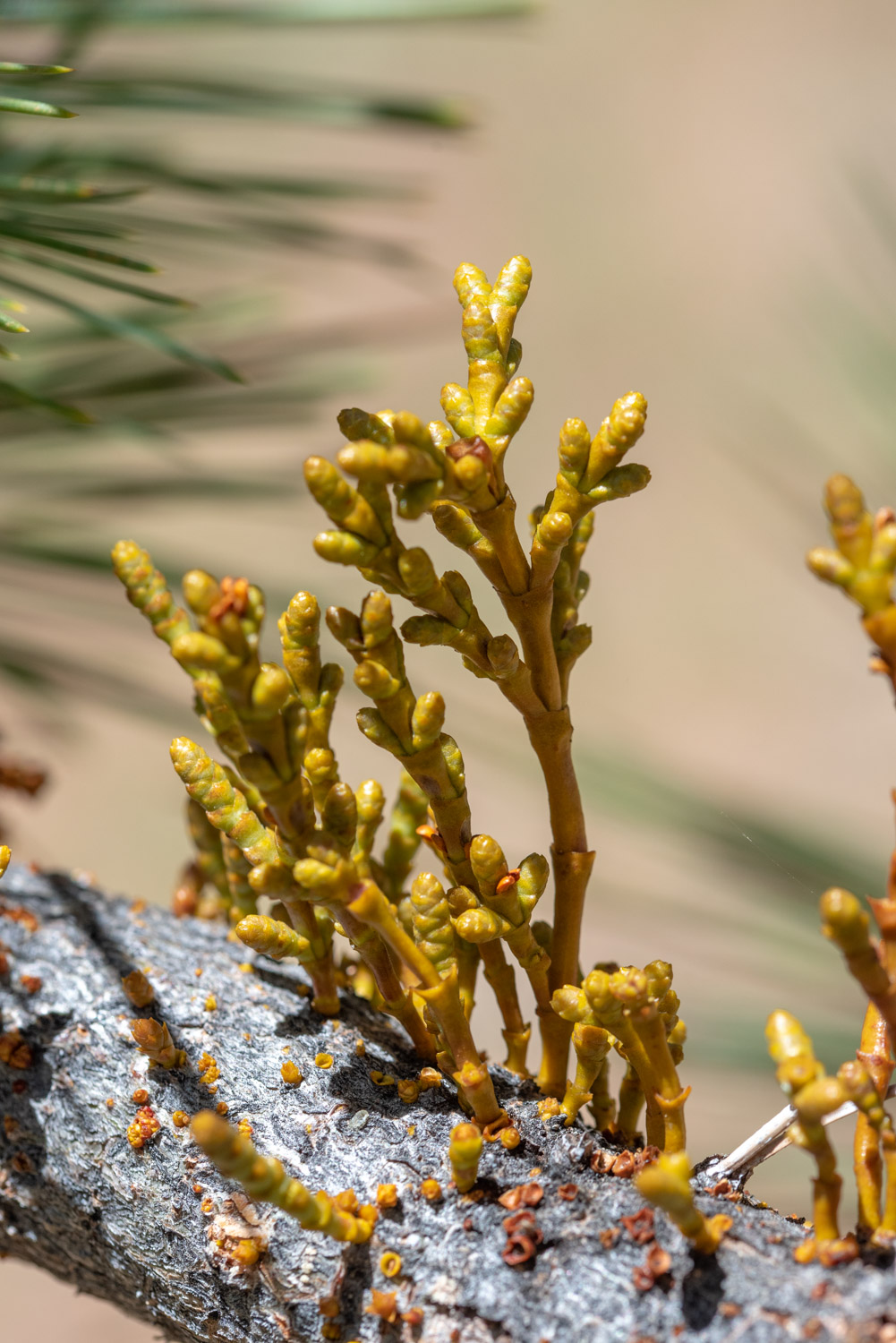 Muérdago enano (Arceuthobium sp.) Sobre Jeffrey Pine (Pinus jeffreyi)