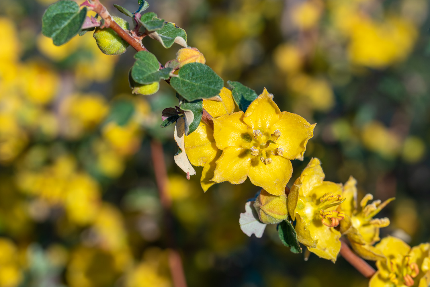 Flannelbush (Fremontodendron californicum) Flowers