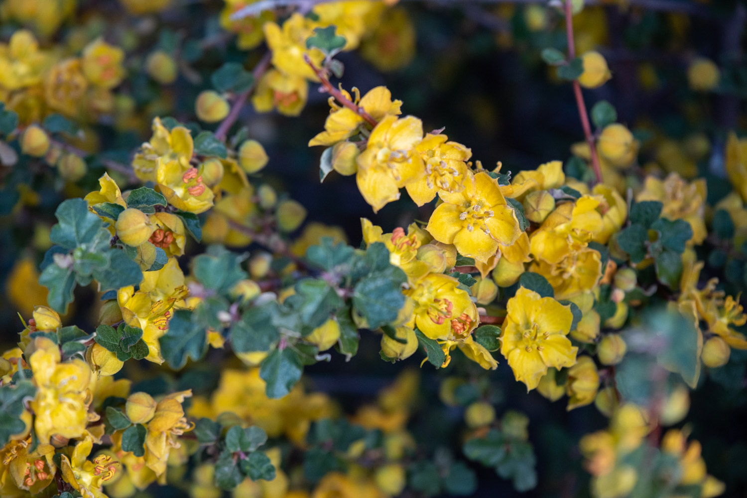 Flannelbush (Fremontodendron californicum) Flowers