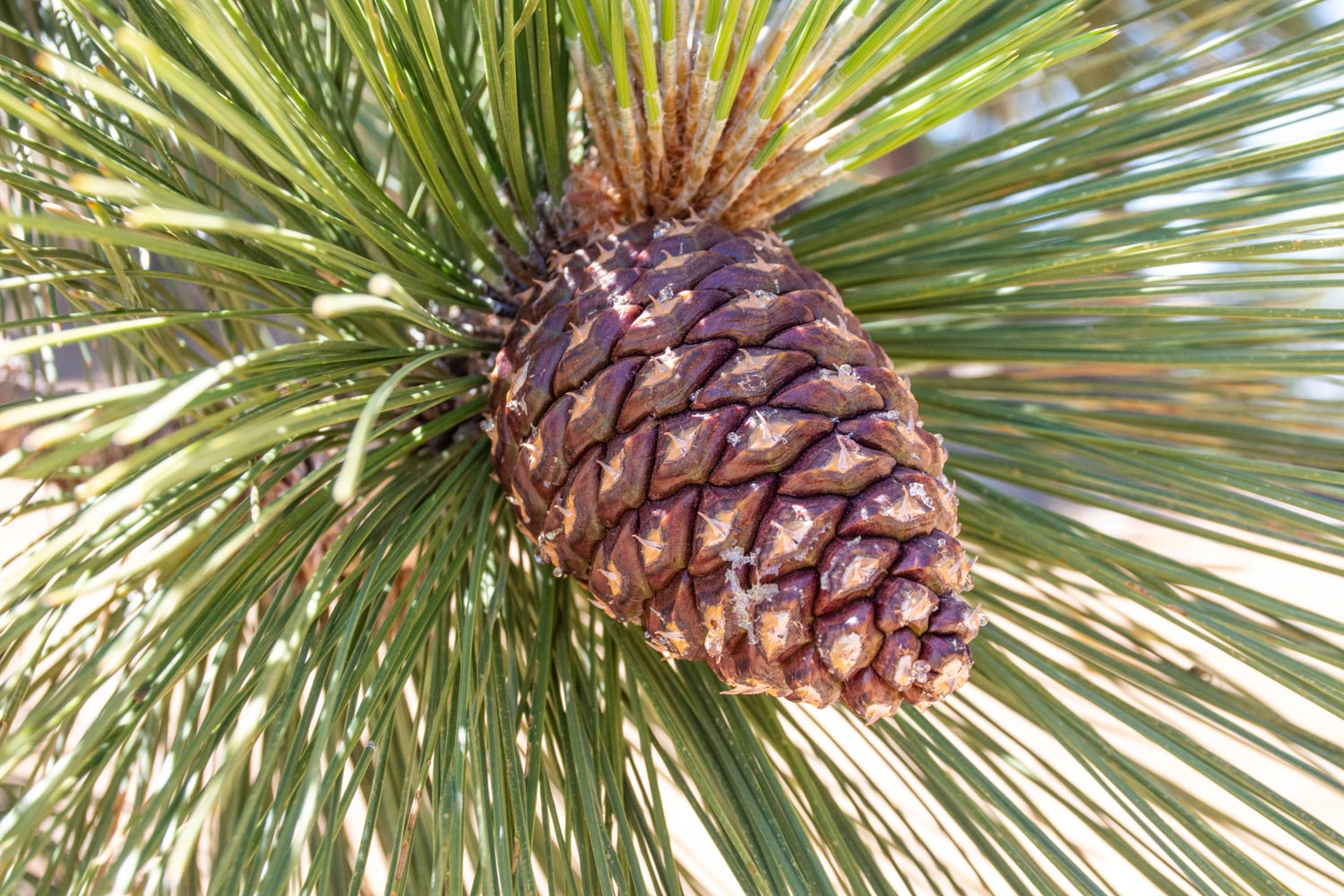 Cono de pino Jeffrey (Pinus jeffreyi)