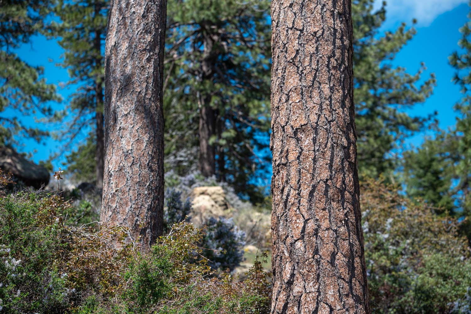 Jeffrey Pines (Pinus jeffreyi)